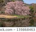 A weeping cherry tree and a pond 139868463