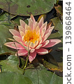 Lotus 139868464