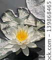 Lotus flower and pond 139868465