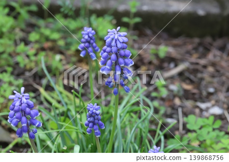 Purple Muscari flowers blooming in the spring garden 139868756