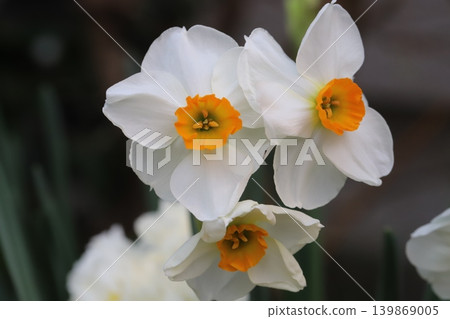 The daffodil, with its white petals and orange corona, blooms in the spring garden. 139869005