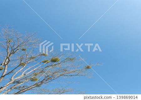 豎幅構圖,畫面中一棵樹上掛著槲寄生,背景是藍天。 豎幅構圖,畫面中一棵樹上掛著槲寄生,背景是藍天。 139869014