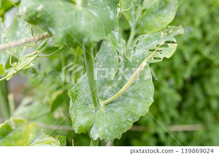 Powdery mildew on snap pea leaves 139869024