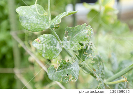 Powdery mildew on snap pea leaves 139869025