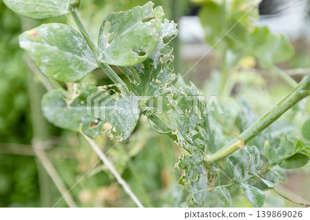 Powdery mildew on snap pea leaves 139869026