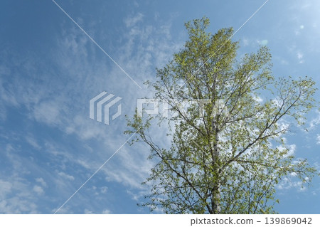 A background image featuring trees with lush green foliage against a blue sky and thin clouds. A background image featuring trees with lush green foliage against a blue sky and thin clouds. 139869042