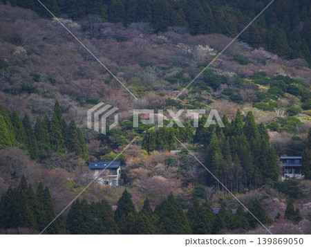 元箱根的山櫻 元箱根的山櫻 139869050