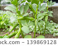 自家菜園裡的蠶豆，快要成熟可以收割了。 139869128