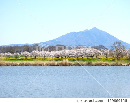 Cherry blossoms and Mount Tsukuba reflected on the lake surface_2 Cherry blossoms and Mount Tsukuba reflected on the lake surface_2 139869136