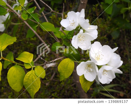 White Deutzia Flower_1 White Deutzia Flower_1 139869137