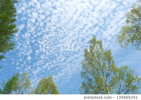 背景圖片展現了藍天白雲和鬱鬱蔥蔥的樹木。 139869291