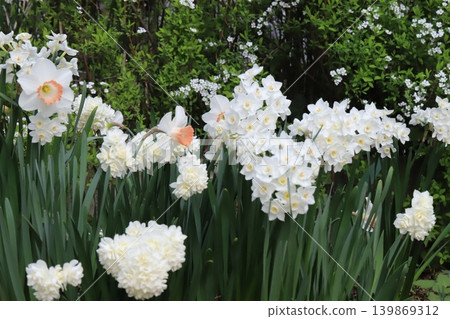 White flowers of trumpet daffodils, cluster daffodils, and spirea bloom in the spring garden. White flowers of trumpet daffodils, cluster daffodils, and spirea bloom in the spring garden. 139869312