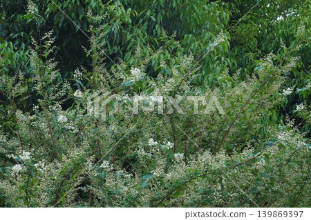 Deutzia flowers beginning to bloom - May 2026 Deutzia flowers beginning to bloom - May 2026 139869397