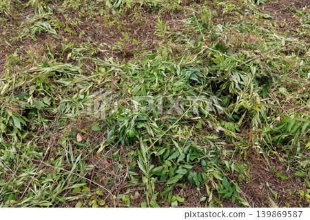 Mowed weeds Mowed weeds 139869587