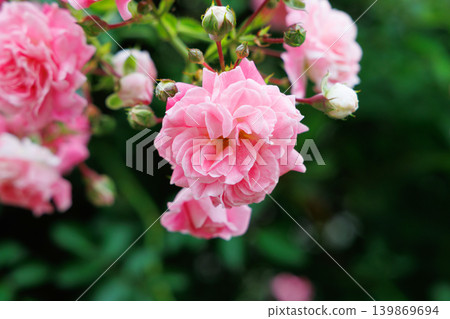 Rose of pink color Rose of pink color 139869694