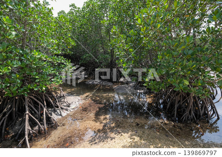 [Ishigaki Island] Mangrove forest along the Fukitogawa River 139869797
