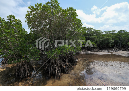 [Ishigaki Island] Mangrove forest along the Fukitogawa River 139869799