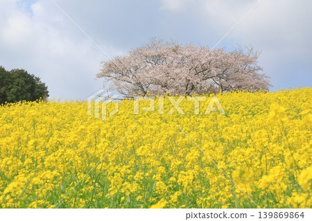 A scene of cherry blossoms blooming amid a field of rapeseed flowers in full bloom on Shirakimine Plateau in Isahaya. A scene of cherry blossoms blooming amid a field of rapeseed flowers in full bloom on Shirakimine Plateau in Isahaya. 139869864