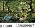 The scenery of the clear stream flowing between moss-covered rocks in Todoroki Gorge, Isahaya. 139869907