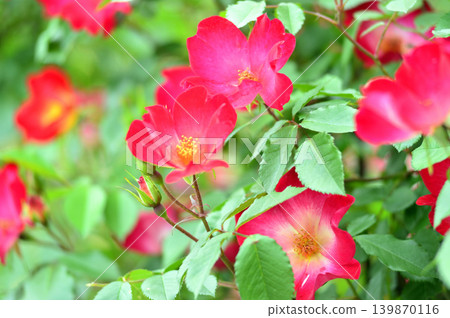 我在玫瑰園裡看到了紅玫瑰 我在玫瑰園裡看到了紅玫瑰 139870116
