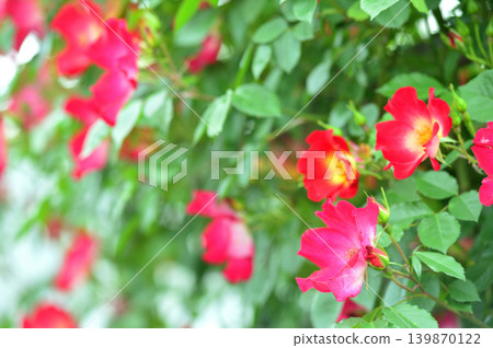 我在玫瑰園裡看到了紅玫瑰 我在玫瑰園裡看到了紅玫瑰 139870122