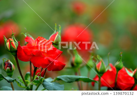我在玫瑰園裡看到了紅玫瑰 我在玫瑰園裡看到了紅玫瑰 139870132