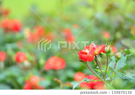 我在玫瑰園裡看到了紅玫瑰 我在玫瑰園裡看到了紅玫瑰 139870138