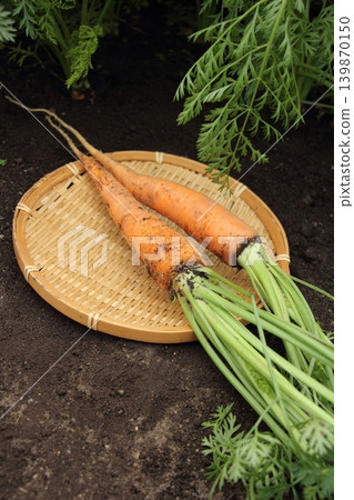 Harvested carrots Harvested carrots 139870150