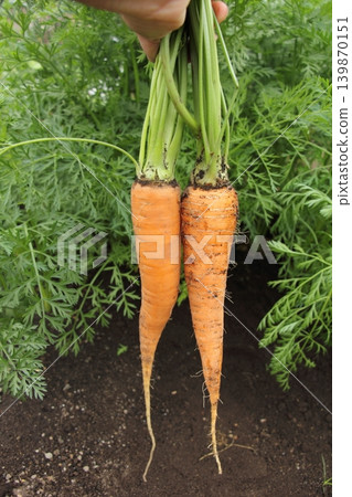 Harvested carrots Harvested carrots 139870151