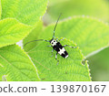 Ramie longhorn beetle, Paraglenea fortunei 139870167