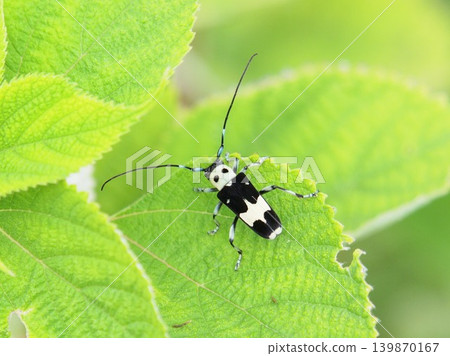 Ramie longhorn beetle, Paraglenea fortunei Ramie longhorn beetle, Paraglenea fortunei 139870167