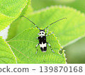 Ramie longhorn beetle, Paraglenea fortunei 139870168
