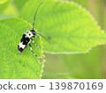 Ramie longhorn beetle, Paraglenea fortunei 139870169