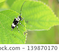 Ramie longhorn beetle, Paraglenea fortunei 139870170
