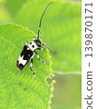 Ramie longhorn beetle, Paraglenea fortunei 139870171