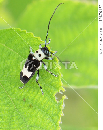 Ramie longhorn beetle, Paraglenea fortunei Ramie longhorn beetle, Paraglenea fortunei 139870171