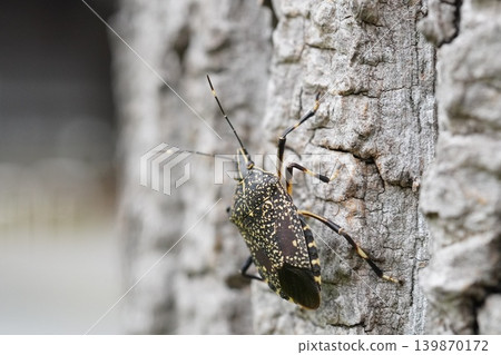 Yellow-spotted stink bug ① Yellow-spotted stink bug ① 139870172