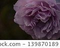 Pale purple roses are in bloom. 139870189