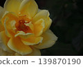 Yellow rose in full bloom 139870190