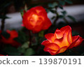 Red roses blooming brilliantly 139870191