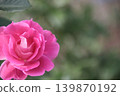 Roses in full bloom, emitting the fragrance of spring. 139870192