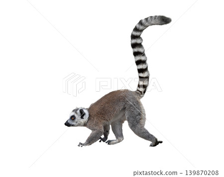 Walking Lemur with raised tail isolated on white background 139870208