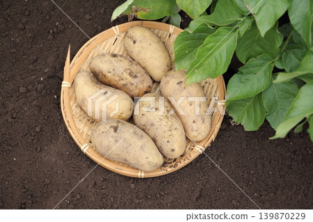 Potato harvest (May Queen variety) Potato harvest (May Queen variety) 139870229