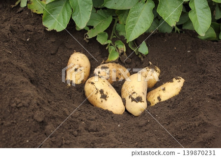 Potato harvest (May Queen variety) Potato harvest (May Queen variety) 139870231