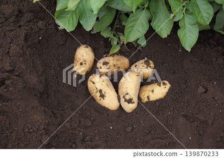 Potato harvest (May Queen variety) Potato harvest (May Queen variety) 139870233