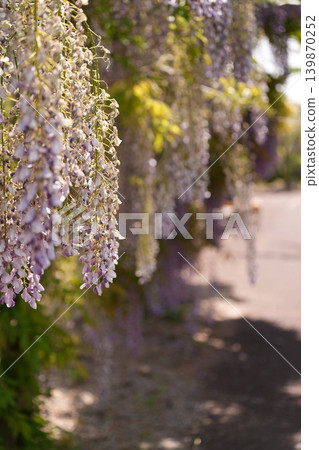 紫藤花 紫藤花 139870252