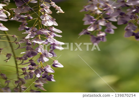 Wisteria flowers Wisteria flowers 139870254