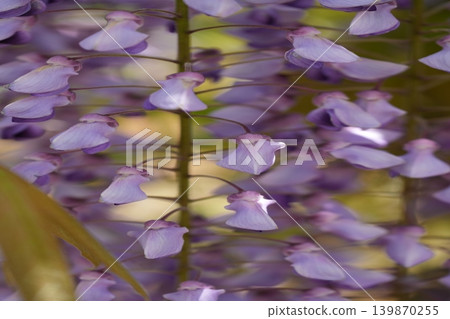 紫藤花 紫藤花 139870255