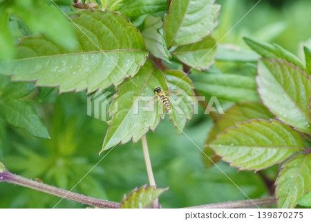 Hoverfly ① 139870275