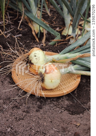 Harvested onion 139870296